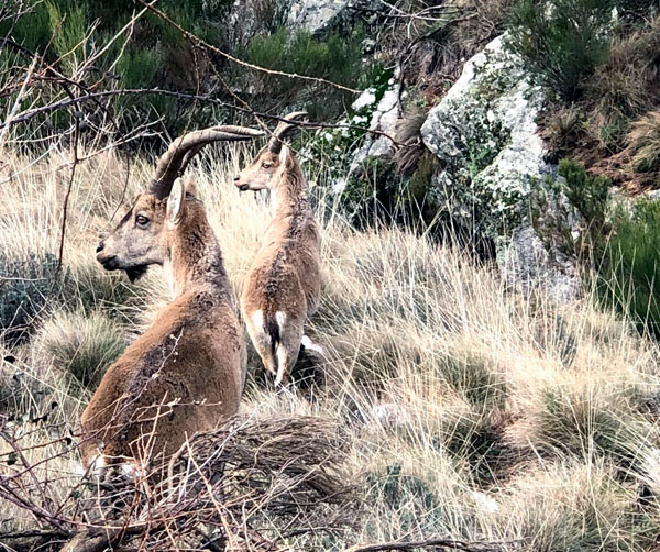 Cabra montesa, puerto del Pico